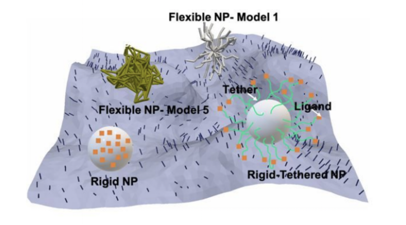 “Biophysical Considerations in the Rational Design and Cellular Targeting of Flexible Polymeric Nanoparticles”