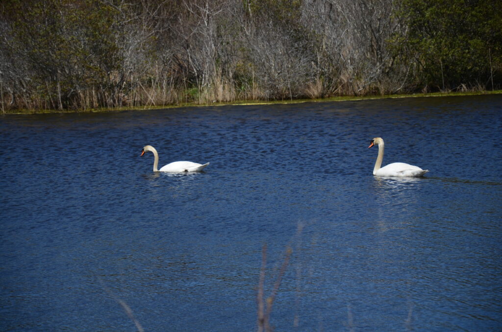 Two swans on a lake from SCMP trip